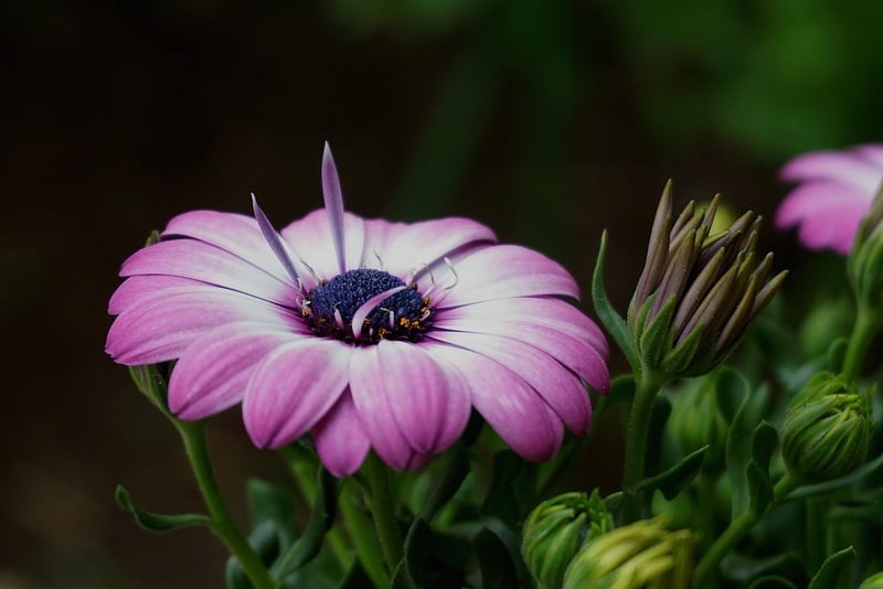 Magical Botanicals