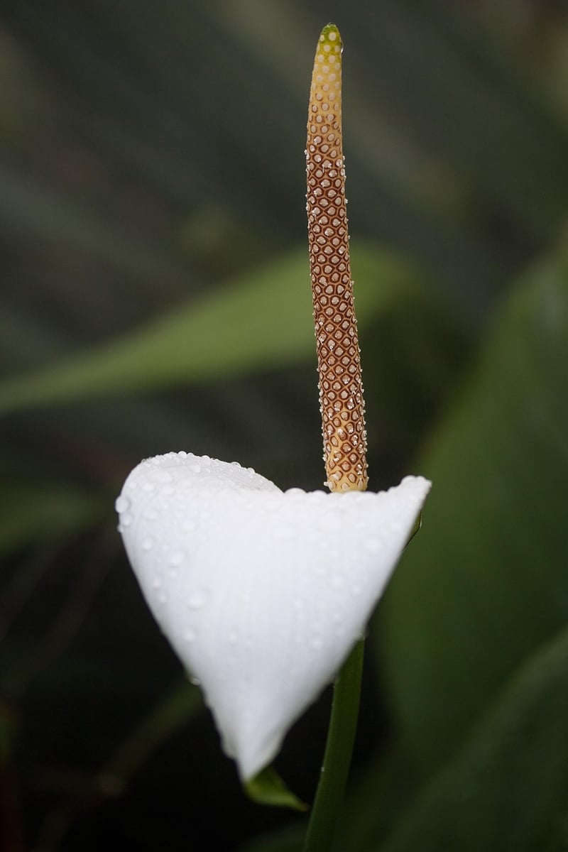 Dragon Lily