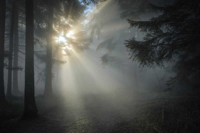 Enchanted Forest Enclave