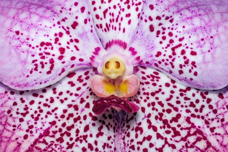 Dragon Scale Orchid